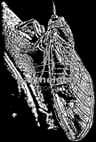 Cigale (lithogravure)