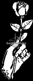 Main  la rose (lithogravure)