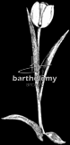 Tulipe (lithogravure)