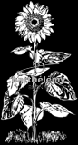 Tournesol (lithogravure)