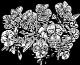 Penses (lithogravure)