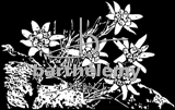 Edelweiss (lithogravure)