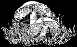 Champignon (lithogravure)