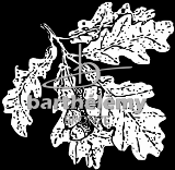 Feuille de chne (lithogravure)